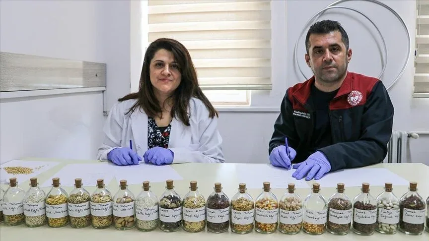 Köy köy gezerek 40 çeşit ata tohumuna ulaştılar