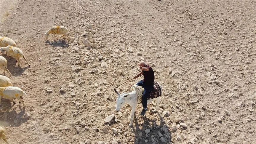 Çoban, koyun güderken söylediği türküleri sosyal medyadan canlı yayınlıyor
