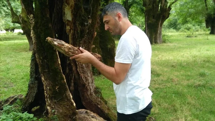 Ağaç zararlısı böcek türlerinden "Plumilus grandicollis" Türkiye'de ilk kez Sakarya'da görüldü
