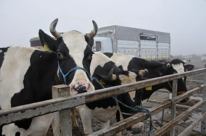Trakyanın Holstein Süt İneği Türkiyenin Her Bölgesinden Talep Görüyor