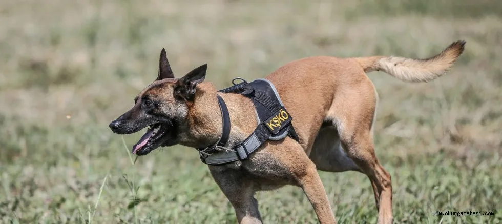 TSK'nın "cesur keşif köpekleri" Bursa'da yetiştiriliyor