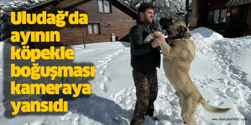 Uludağ'da ayının köpekle boğuşması kameraya yansıdı