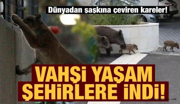 Vahşi yaşam şehirlere indi! Dünyadan şaşkına çeviren kareler...