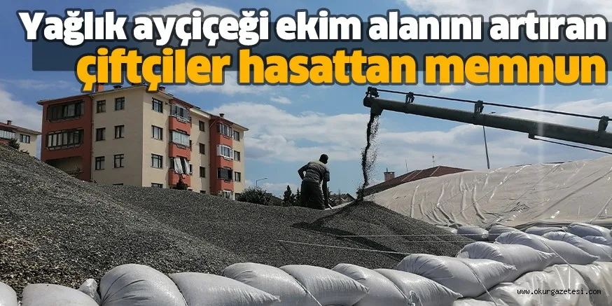 Yağlık ayçiçeği ekim alanını artıran çiftçiler hasattan memnun