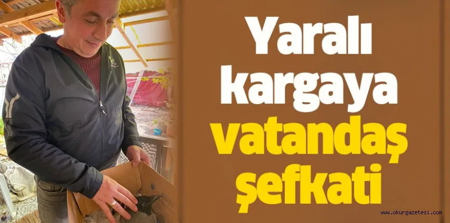 Yaralı kargaya vatandaş şefkati