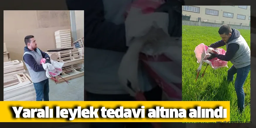 Yaralı leylek tedavi altına alındı