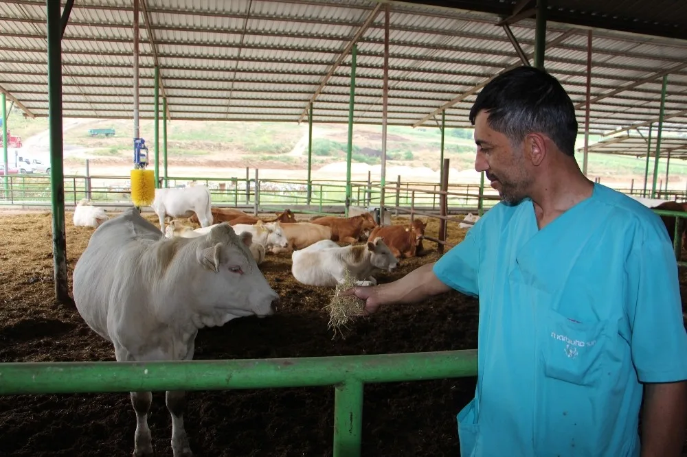 Yenişehirde Hayvancılık Gelişiyor