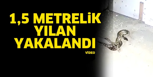 1,5 METRE UZUNLUĞUNDAKİ YILAN YAKALANARAK DOĞAYA BIRAKILDI