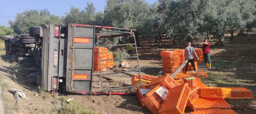 Zeytinliğe devrilen tırdaki tavuklardan bazıları telef oldu